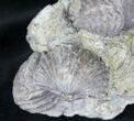 Platystrophia Brachiopods Fossil From Kentucky #20723-1